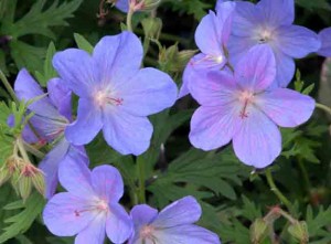 Geranium Johnson's Blue Family Garden Ideas