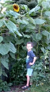 Child and sunflower Boy and sunflower family friendly gardens