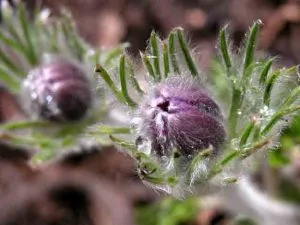 Pulsatilla vulgaris bud Pasque flower bud Planting Planner blog
