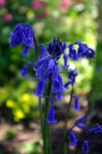 Common bluebell close-up garden plans software