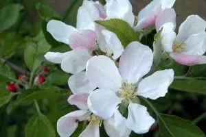 step-over apple Falstaff Falstaff apple planting software