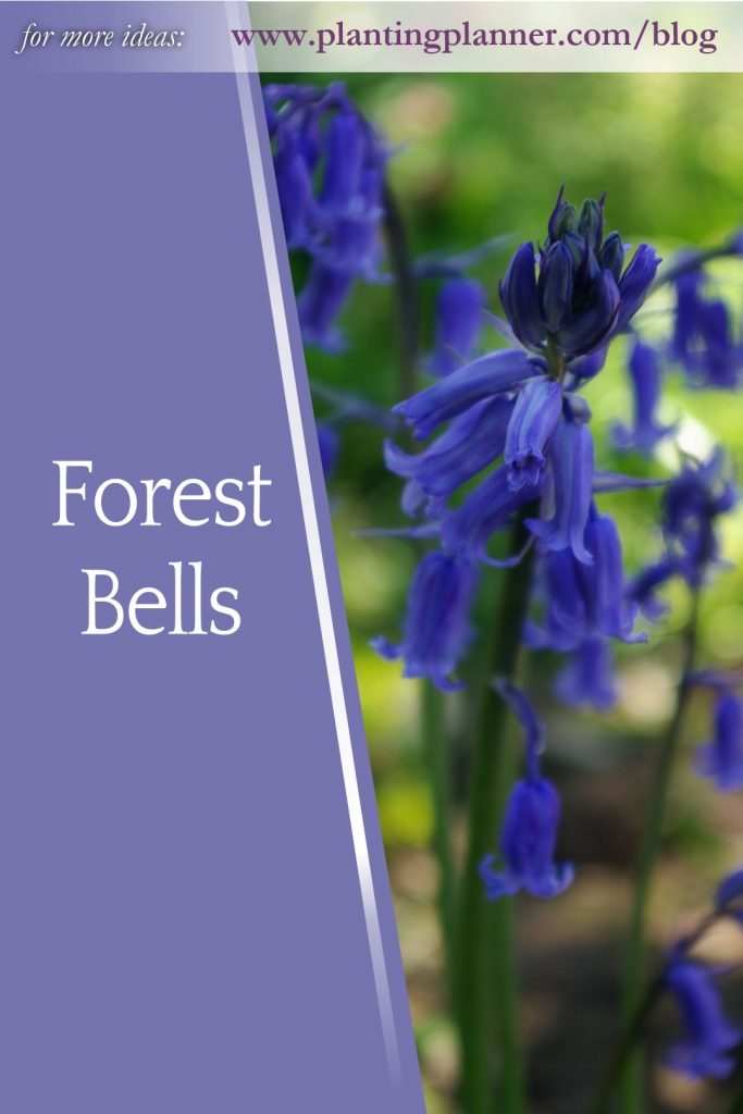 Forest Bells - from Weatherstaff garden design software