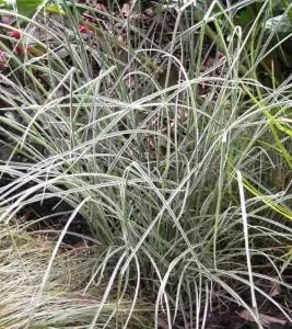 Miscanthus 'Morning Light' Miscanthus 'Morning Light' easy care plant