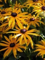 Rudbeckia sullivantii Goldsturm autumn garden borders