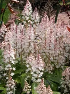 Tiarella 'Iron Butterfly' tiarella easy care plant