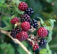 Blackberries