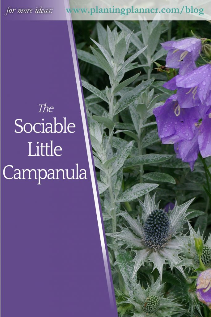Sociable Little Campanula - from Weatherstaff garden design software