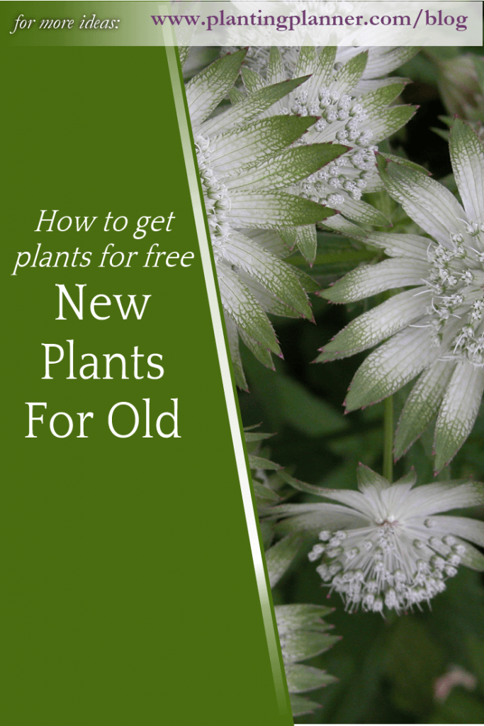New Plants for Old - from Weatherstaff garden design software