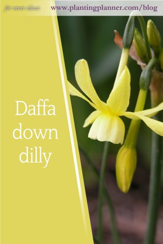 Daffadowndilly - from Weatherstaff garden design software