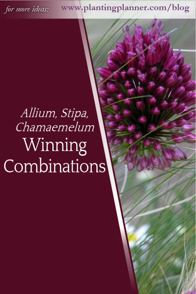 Winning Combinations Allium Stipa Chamaememlum - from Weatherstaff garden design software