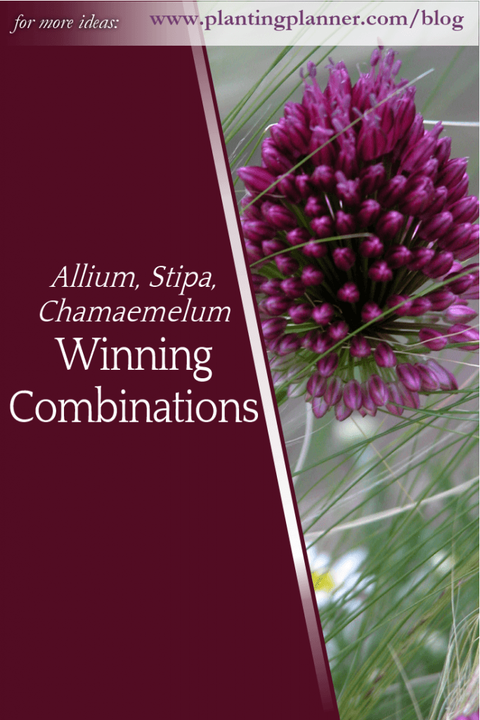 Winning Combinations Allium Stipa Chamaememlum - from Weatherstaff garden design software