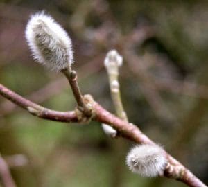 magnolia stellata at the Planting Planner