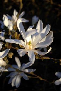 Magnolia stellata from Weatherstaff Planting Planner