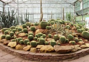 Arid Plants Glasshouse