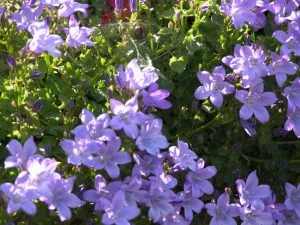Campanula poscharskyana landscaping software