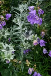 Artemisia and Eryngium landscape software