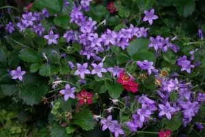 Fragaria Lipstick landscaping software