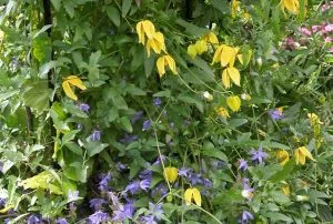 Clematis tangutica Aureolin plant design