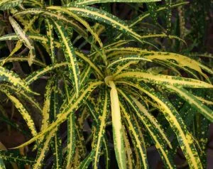Codiaeum variegatum for garden software blog