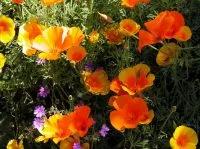 Eschscholzia mexicana and Geranium landscaping design software