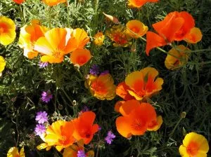 Eschscholzia mexicana and Geranium landscaping design software