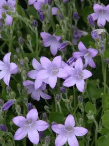 Garden plant fact file - campanula garden design
