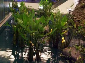 Lotus pond garden design software