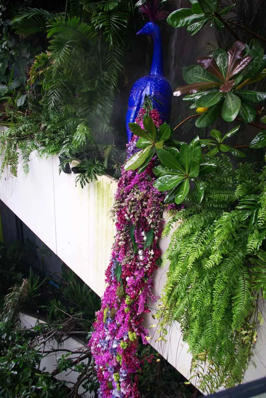 Peacock Feature landscape garden design