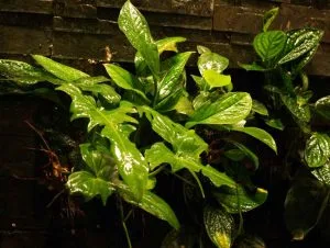 Plants growing hydroponically landscape design software