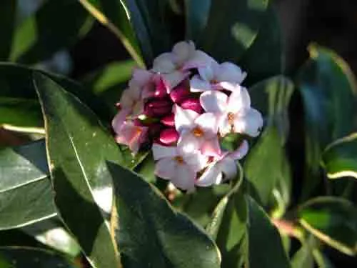Daphne odora Aureomarginata winter garden design