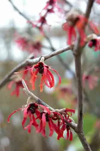 Hamamelis Intermedia Diane winter flower border design