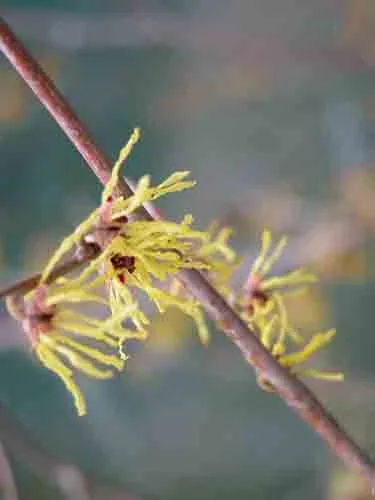 Hamamelis x intermedia Arnold Promise winter planting plan
