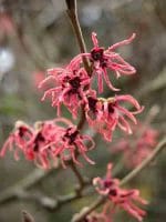 Hamamelis x intermedia Jelena garden design