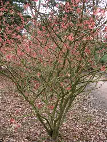 Hamamelis x intermedia Jelena landscape design