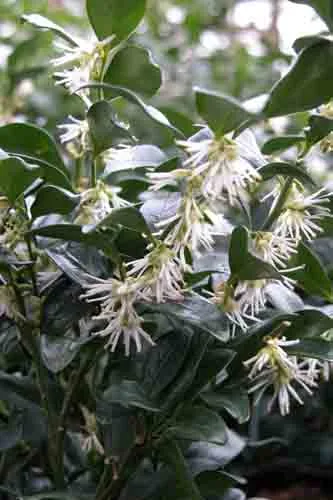 Sarcocca confusa landscape design