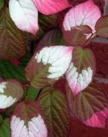 Actinidia kolomikta in landscape plan
