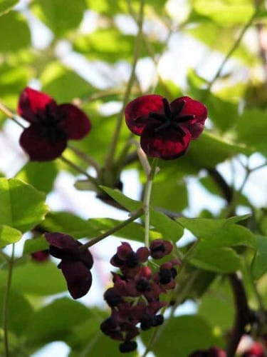 Akebia quinata planting design