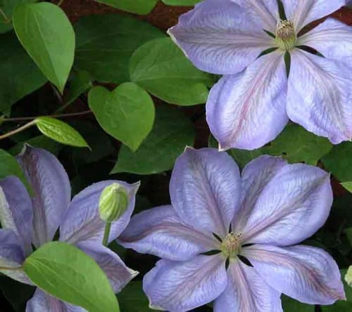 Clematis Mrs Cholmondeley