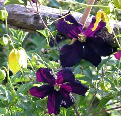 Clematis Romantika