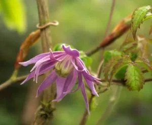 Clematis macropetala Lagoon Weatherstaff Planting Plans
