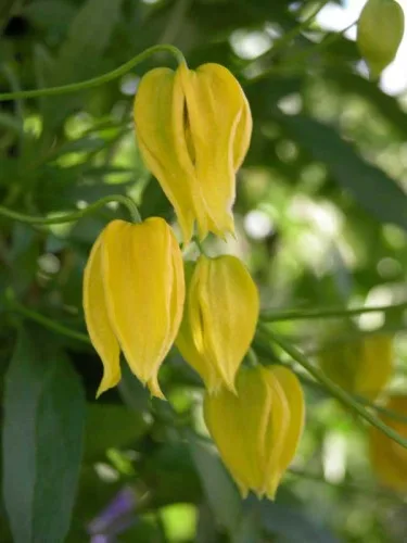 Clematis tangutica Aureolin
