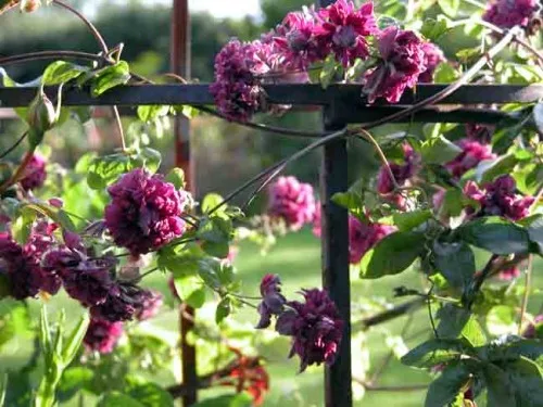 Clematis viticella Purpurea Plena Elegans