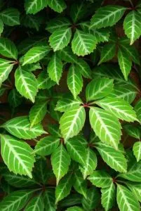 Parthenocissus henryana for border plan with climbers