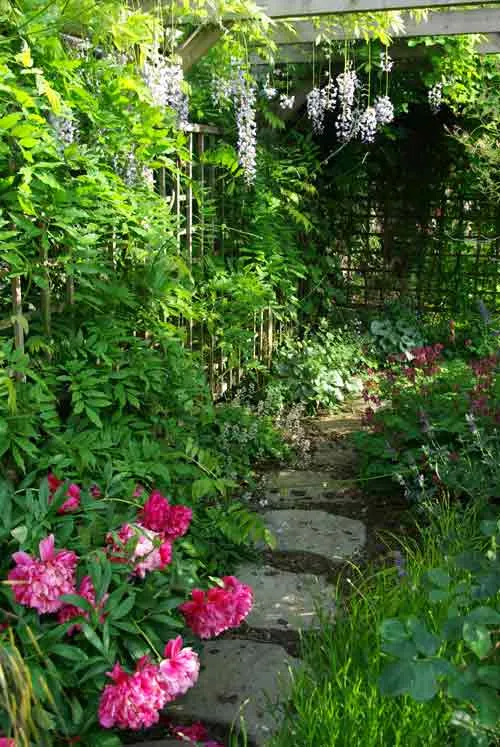 Wisteria and pergola Weatherstaff Garden Design Software