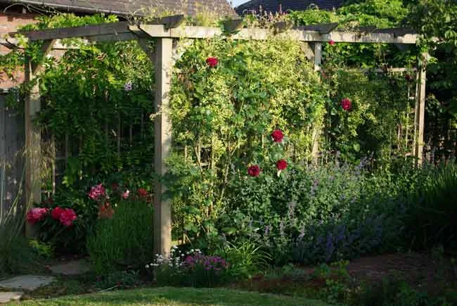 Peonies, roses and pergola garden design