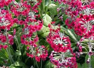 Primula pulverulenta spring flower