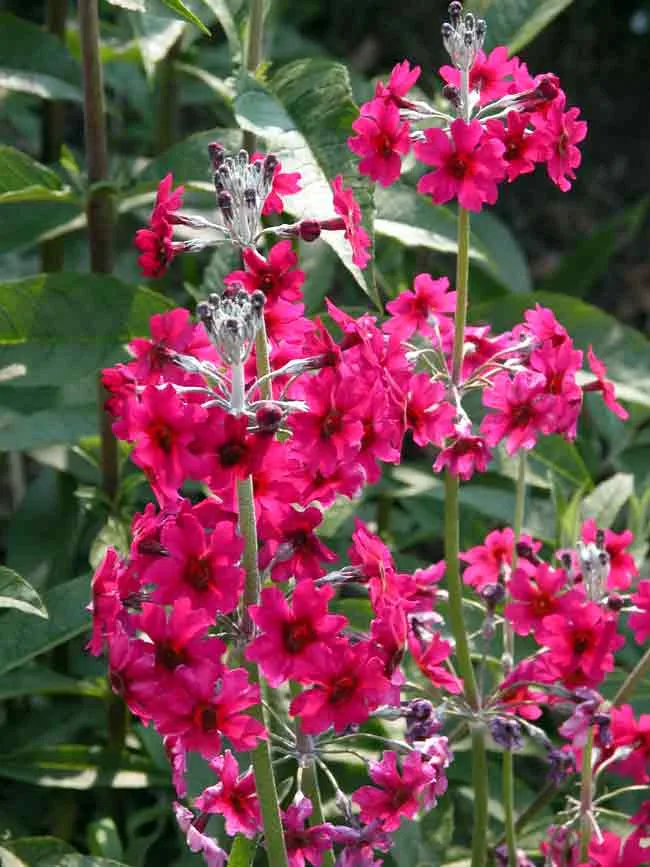 Candelabra primula wild garden design