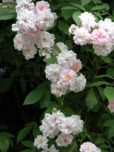 Rosa Paul's Himalayan Musk rambler for landscape design