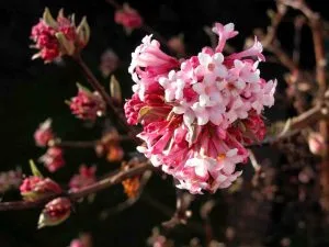 Winter border flowers Viburnum bodnantense Dawn