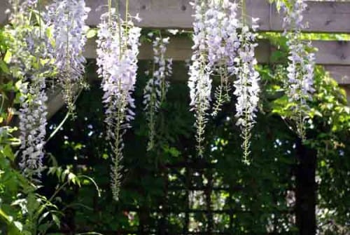 Wisteria in herbaceous border design